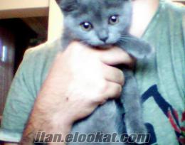 Ümraniyede britishshorthair dişi 3