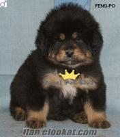 FCI SECERELİ TİBET MASTİFİ - ROYAL PET CLUB