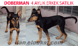 DOBERMAN YAVRUSU SATILIK