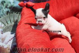 SATILIK FRANSIZ BULLDOG YAVRULARI SUN PET SHOP TA