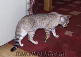 Sahibinden satılık çok yüksek kalite bengal leopar yavru kedi erkek