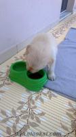 sepetide izmirden satılık 2.5 aylık erkek golden köpek