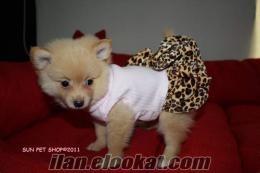 SATILIK BOO DOG -POMERANIAN YAVRULAR 1500 TL SUN PET TE