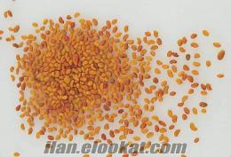 Yonca Tohumu 8.50 TL Sertifikalı ve Garantili yonca yetiştiriciliği tohum fiyat