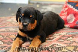 Rottweiler - Boxer Yada Doberman yavrusu arıyorum ücretsiz yada 100-150 TL