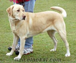 istanbulda satılık labrodor retriever