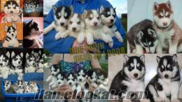 SİBİRYA KURDU HUSKY YAVRULAR