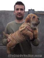 satılık shar pei şarpi yavruları kırış kırış