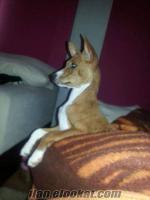 BASENJI SAFKAN DİŞİ