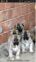 KANGAL YAVRULARI CİFTLİKTEN ciftlikten