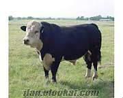 satlık ekmek fırını türkiyenin en hesaplı hayvan pazarı satlık dana düve inek boğa