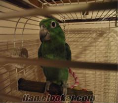 Satılık Mealy Amazon Papağanı