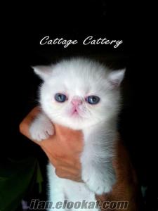 Şecereli exotic shorthair yavrular.