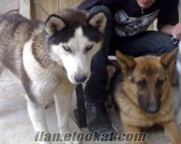 damızlık alman kurdu, damızlık sibirya kurdu ( husky )