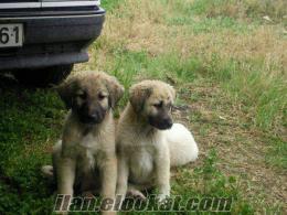 Eskişehirde satılık kangal köpeği