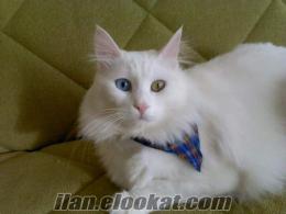 van kedisi, beyaz, mavi-yeşil gözlü, üç yaşında erkek