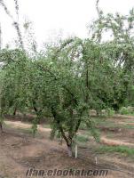 zeytin ağacı fidanı Denizli aşılı sertifikalı texas badem fidanı