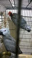 kakudu papağan satılık bebek jakolar izmir