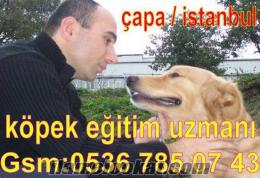 köpek eğitim uzmanı çapa semti- istanbul