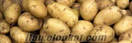 satılık patates tohumu