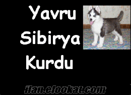 0-50 TL Arası Yavru Köpek Arıyorum, Ordu, Giresun, Samsun Trabzon Civarı