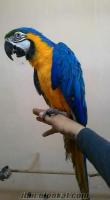 muhteşem ara papağanı Muhteşem Sarı - Lacivert ARA MACAW Papağanı