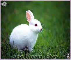Yavru Tavşan Üretimi Toptan Satışı Petşhop'lara yavru Tavşan