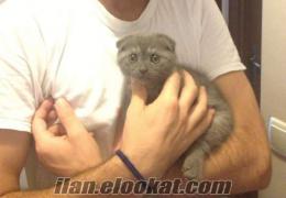 Scottish Fold oğlum ailesini arıyor