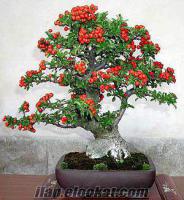 Bonsai Tohumu 1 TL, bonsai tohumu, bonsai tohumları, bonsai bakımı, bonsai,