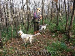 Satılık Orange setter av köpeği