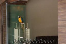 satılık ara macaw papağan sarı lacivert