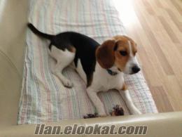 ücretsiz beagle cinsi 8 aylık dişi köpeğime yuva arıyorum