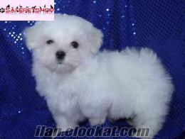 MALTESE TERRIER SAFKAN 1. SINIF BEBEK