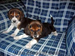 Konyada avcı beagle