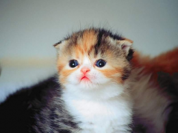 yavru minicik tıpıcık kedi istiyorummm