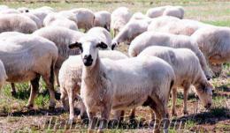 sakız koyun fiyatları SATILIK BAFRA IRKI DAMIZLIK KOYUN KOÇ KUZU