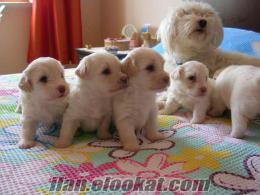 antalyada sahibinden satılık sıfır numara terrier yavruları