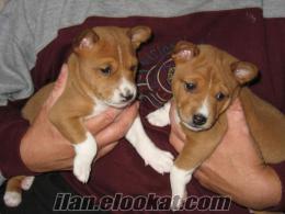 BASENJI ÖZEL BİR IRK