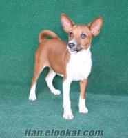 BASENJI SAFKAN YAVRU