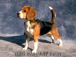 Mersin'de Yavru Beagle Alınır