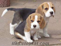 Ümraniyede satılık beagle yavruları