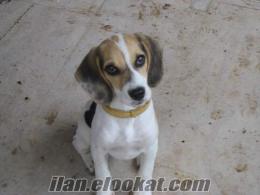 eskişehir sahibinden beagle dişi 3 aylık yavru