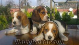  Antalyada beagle yavrular
