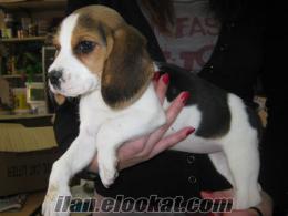 Adanada elizabeth beagle