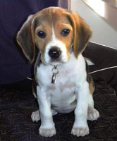 Yavru beagle yada golden almak istiyorum