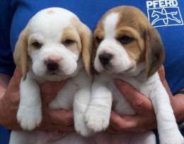 veteriner hekimden golden, beagle ve ne istersiniz .