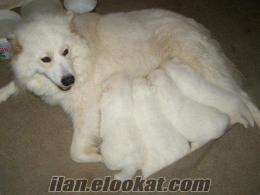 ORJİNAL SAFKAN SAMOYED YAVRULAR