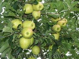Isparta Eğirdir birinci sınıf golden ve starking elma buzhaneden satılıktır