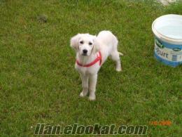 4 aylık Golden Retriever