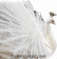 beyaz tavus kuşu İstanbulda sahibinden satılık 3 Yaşında Muhteşem Beyaz Tavus Kuşu